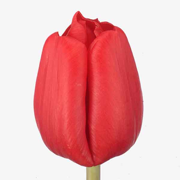 Tulp punane